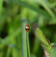 Ceratobasis koenigii