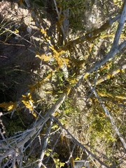 Xanthorioideae