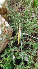 Mantodea