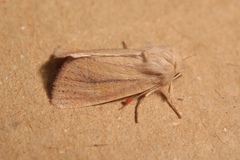 Denticucullus pygmina