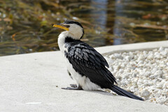 Microcarbo melanoleucos