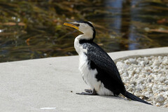 Microcarbo melanoleucos