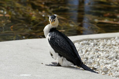 Microcarbo melanoleucos