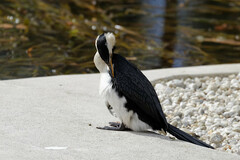 Microcarbo melanoleucos