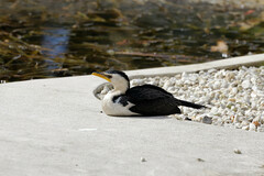 Microcarbo melanoleucos