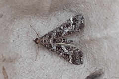 Diasemiopsis ramburialis