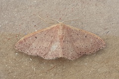 Idaea eugeniata