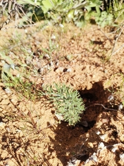 Eriospermum paradoxum