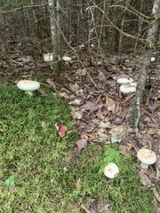 Lactifluus deceptivus