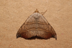 Laspeyria flexula
