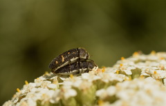 Acmaeoderella flavofasciata