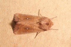 Mythimna albipuncta