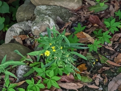 Ixeris chinensis