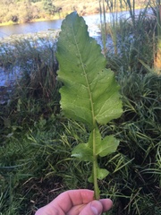 Rorippa amphibia