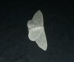 Idaea subsericeata