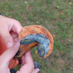 Cyanoboletus pulverulentus