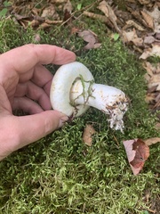 Lactifluus deceptivus