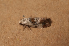 Neocochylis hybridella