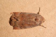 Noctua janthina