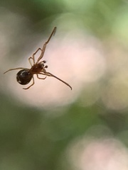 Argyrodes elevatus