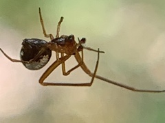 Argyrodes elevatus