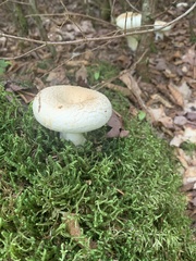 Lactifluus deceptivus