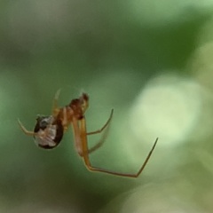 Argyrodes elevatus