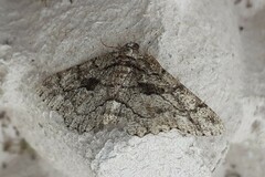 Peribatodes ilicaria