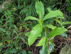 Ardisia sieboldii