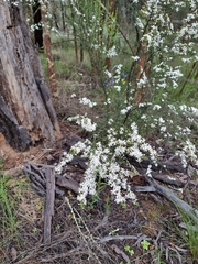 Olearia microphylla
