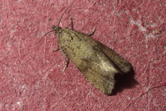 Celypha striana