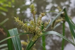 Carex pseudocyperus