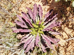 Euphorbia tuberosa