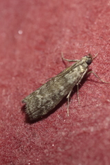 Dioryctria simplicella