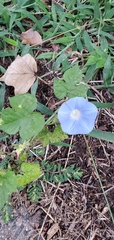 Ipomoea hederacea