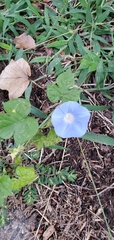 Ipomoea hederacea