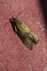 Celypha striana