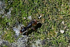 Pseudoneoponera rufipes