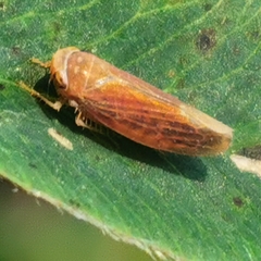 Idiodonus cruentatus