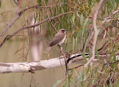 Philemon citreogularis