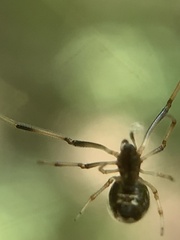 Argyrodes elevatus