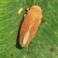 Idiodonus cruentatus