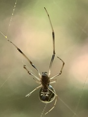 Argyrodes elevatus