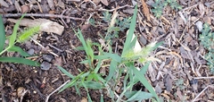 Setaria viridis