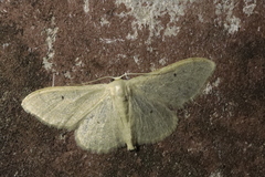 Idaea straminata