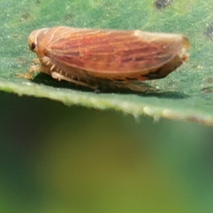 Idiodonus cruentatus