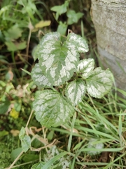 Lamium galeobdolon