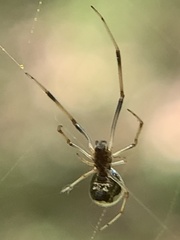 Argyrodes elevatus