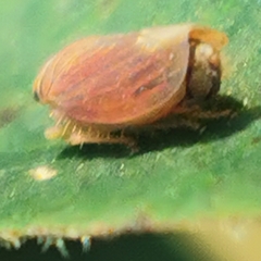 Idiodonus cruentatus