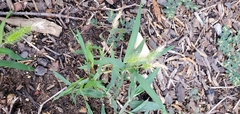 Setaria viridis